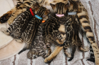 Chaton Bengal Bengal