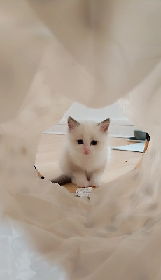 Ragdoll - Chatons Ragdoll 