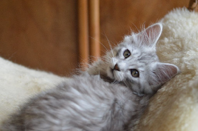 Chatons maine coon Maine Coon