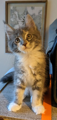 chaton maine coon loof Maine Coon
