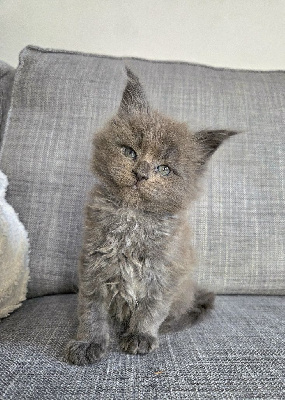 Maine coon LOOF Maine Coon