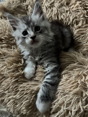 Maine Coon Maine Coon