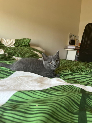 A vendre magnifiques Chartreux Chartreux