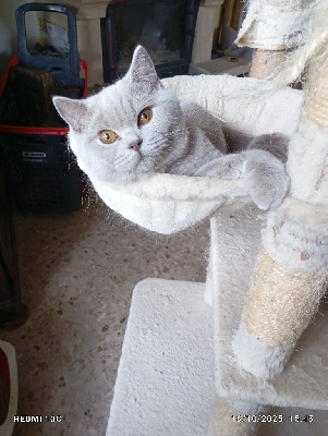 British Shorthair et Longhair - Magnifiques chatons BSH ayant de belles lignees - Du tendre secret