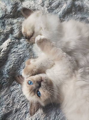 Sacr de Birmanie - Chatons sacré de birmanie LOOF  - L’ilots des Flo’s 