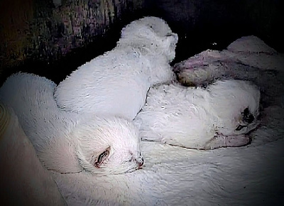 Les licorniaux sont nés au domaine des licornes seal Ragdoll