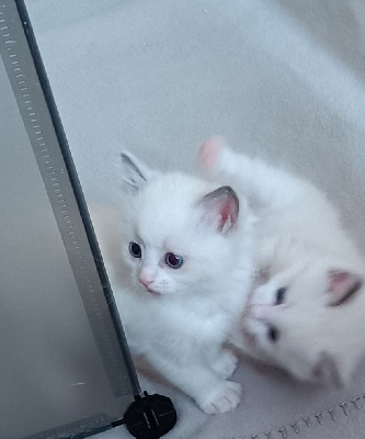 Chatons Ragdoll Ragdoll