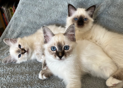 Sacr� de Birmanie - Chaton Sacre de Birmanie - De Vegalyre