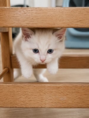 CHATON RAGDOLL LOOF Blue Bicolore Ragdoll