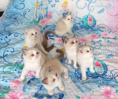 Ragdoll - chatons Ragdoll