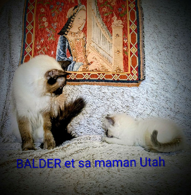 Les licorniaux sont nés au domaine des licornes seal Ragdoll