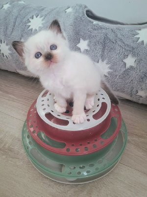 Sacr� de Birmanie - Chatons sacré de birmanie - Legend Derubis