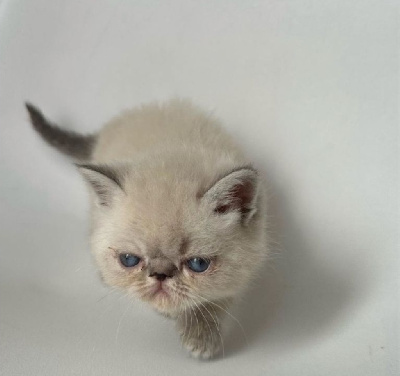 Magnifiques chatons Exotic Shorthair Blue Point Exotic Shorthair