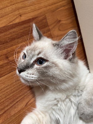 Ragdoll - Chatons RAGDOLL pour adoption - De dom de moussia