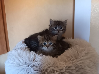 chatons sibériens de tres belles lignees Sibérien