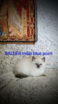 Les licorniaux sont nés au domaine des licornes seal Ragdoll