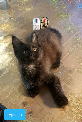 Chatons Maine Coon loof Maine Coon