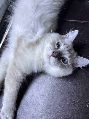Chatons RAGDOLL pour adoption Ragdoll