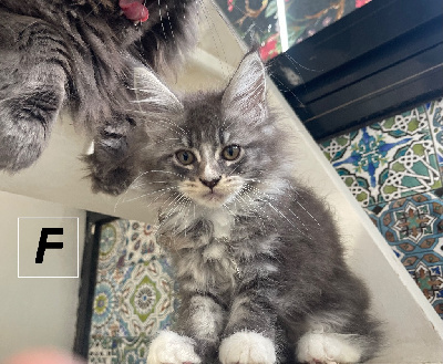 Maine Coon - MAINECOON