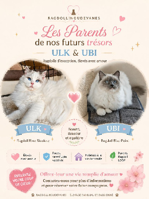 Chaton Ragdoll Ragdoll