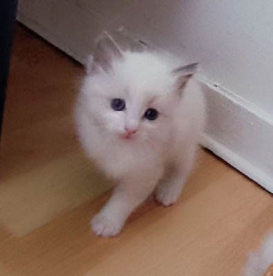 Chatons Ragdoll Ragdoll