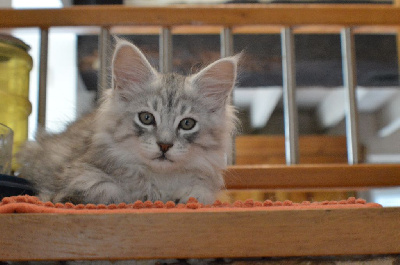 Chatons maine coon Maine Coon