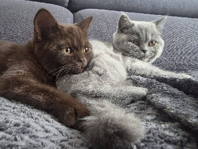 Magnifique BRITISH SHORTHAIR loof British Shorthair et Longhair