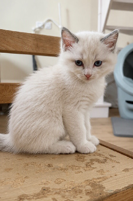 CHATON RAGDOLL LOOF Blue Bicolore Ragdoll