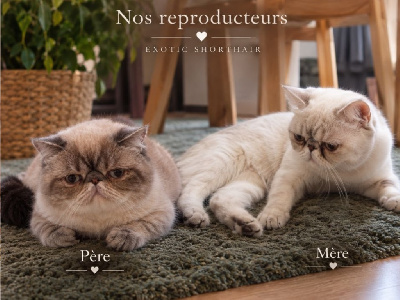 Magnifiques chatons Exotic Shorthair Blue Point Exotic Shorthair