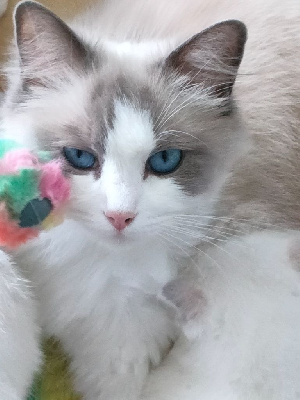 Ragdoll - Chaton Ragdoll - Des tresors de Bagarry