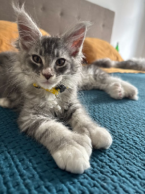 Maine Coon Maine Coon