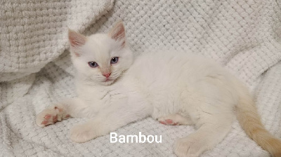 Ragdoll - Magnifiques chatons Ragdoll  - OF THE IMPERIAL RAGS