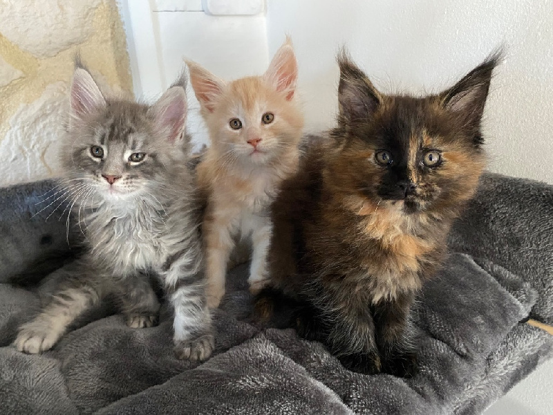 Chatons Maine coon Maine Coon