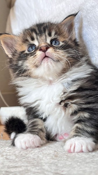 Magnifiques Chatons Maine Coon à Réserver- Lignée de Qualité Maine Coon