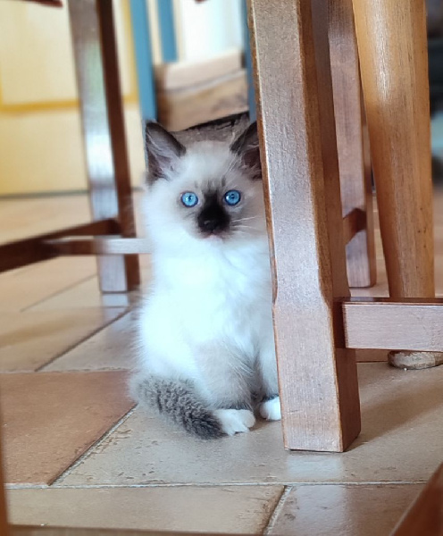 vente femelles chatons ragdoll LOOF Ragdoll