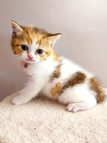 Adorable chatons scottish et highland straight ( ex british shorthair) British Shorthair et Longhair